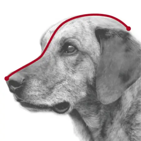 Намордник Trixie для собак, пластиковый, L-XL 36 см (чёрный)