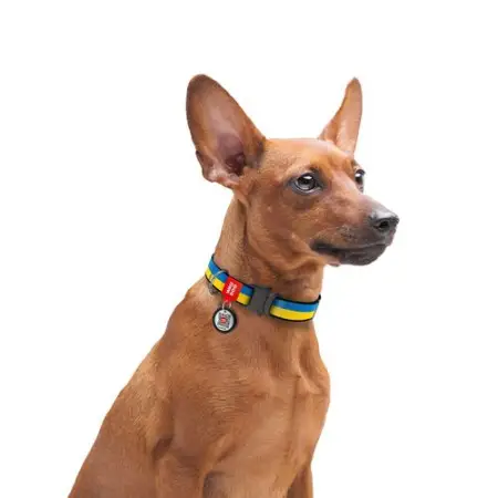 Нашийник для собак нейлоновий WAUDOG Nylon з QR паспортом, малюнок "Colors of freedom", металева пряжка-фастекс, XXL, Ш 35 мм, Д 46-70 см