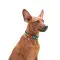 Нашийник для собак нейлоновий WAUDOG Nylon з QR паспортом, малюнок "Colors of freedom", пластиковий фастекс, L, Ш 25 мм, Дов 33-49 см