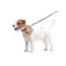 Нашийник для собак нейлоновий WAUDOG Nylon з QR паспортом, малюнок "Літо", пластиковий фастекс, Ш 15 мм, Дов 25-35 см