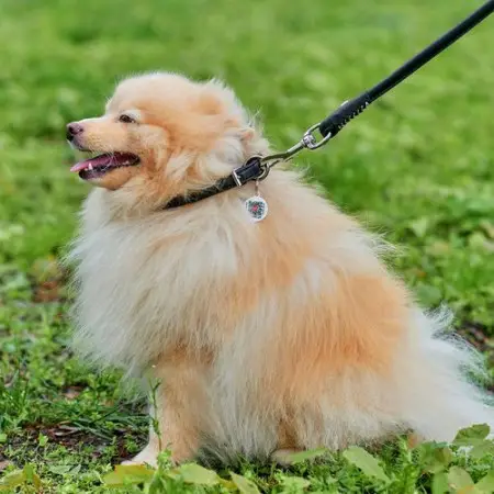 Нашийник для собак шкіряний WAUDOG Soft з QR паспортом, круглий, Д 10 мм, Дов 39-47 см чорний