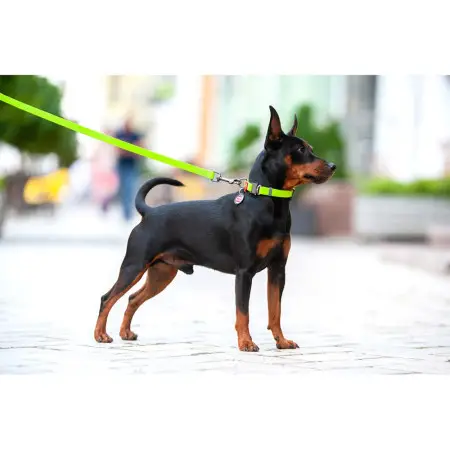 Ошейник для собак водостойкий WAUDOG Waterproof c QR-паспортом, металлическая пряжка-фастекс, Ш 25 мм, Дл 38-58 см салатовый