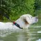 Ошейник для собак водостойкий WAUDOG Waterproof c QR-паспортом, пластиковая пряжка-фастекс, Ш 25 мм, Дл 38-58 см черный