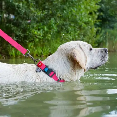 Ошейник для собак водостойкий WAUDOG Waterproof c QR-паспортом, пластиковая пряжка-фастекс, Ш 25 мм, Дл 38-58 см розовый