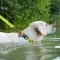 Ошейник для собак водостойкий WAUDOG Waterproof c QR-паспортом, пластиковая пряжка-фастекс, Ш 25 мм, Дл 38-58 см салатовый