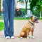 Повідець-рулетка для собак WAUDOG R-leash з контейнером для пакетів, світловідбивна стрічка, L, до 40 кг, 5 м, чорний