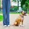 Повідець-рулетка для собак WAUDOG R-leash з контейнером для пакетів, світловідбивна стрічка, L, до 40 кг, 5 м, зелений