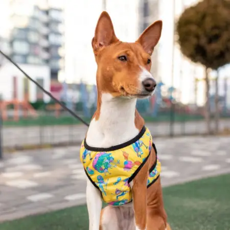 Шлея для собак м'яка WAUDOG Clothes з QR-паспортом, малюнок "Рік та Морті 3", S2 B 46-50 см, C 43-45 см