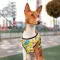 Шлея для собак м'яка WAUDOG Clothes з QR-паспортом, малюнок "Рік та Морті 3", S2 B 46-50 см, C 43-45 см