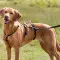 Шлея для собак Trixie чорна S-M, 40-65 см х 15 мм