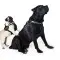 Шлея "Dog Extreme" "POLICE" №2 (В:40-60см), чорний
