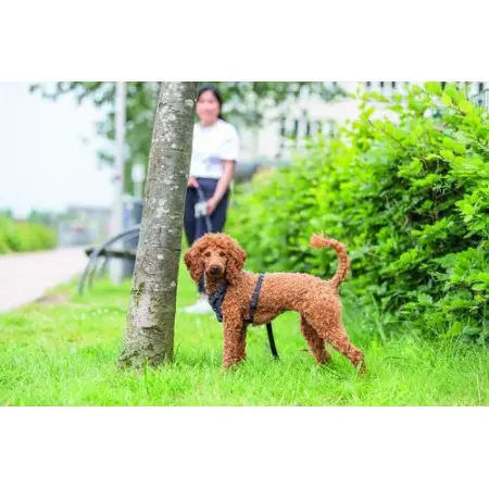 Шлея Trixie CityStyle H-harness для собак бавовна L–XL 75–120 см 25 мм чорна