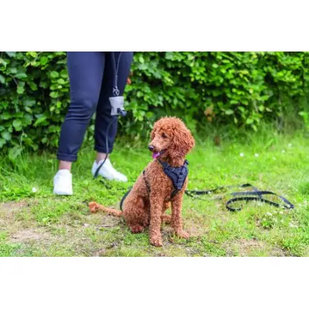 Шлея Trixie CityStyle H-harness для собак бавовна L–XL 75–120 см 25 мм чорна