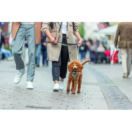 Шлея Trixie CityStyle H-harness для собак бавовна M–L 52–75 см 20 мм світло-сіра