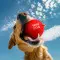 Іграшка для собак WAUDOG Fun Red Ball, спінений термопластичний поліуретан, 70 мм