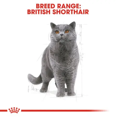 Сухий корм Royal Canin British Shorthair Adult для британських короткошерстих кішок, 10 кг