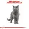 Сухий корм Royal Canin British Shorthair Adult для британських короткошерстих кішок, 10 кг