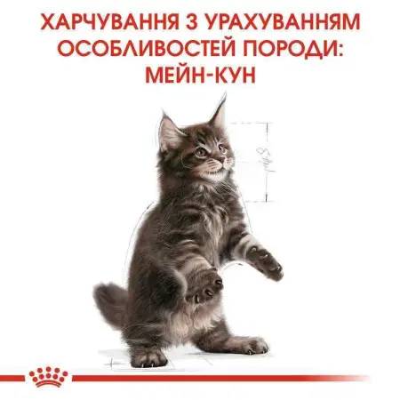 Сухий корм Royal Canin Maine Coon Kitten для кошенят мейн-кунів до 15 місяців, 2 кг