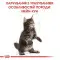 Сухий корм Royal Canin Maine Coon Kitten для кошенят мейн-кунів до 15 місяців, 2 кг