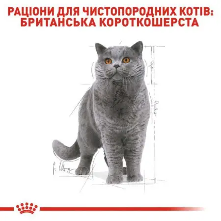Вологий корм Royal Canin British Shorthair Adult для британських кішок, 85 г
