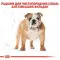 Сухий корм Royal Canin Bulldog Adult для дорослих собак породи Бульдог, 12 кг