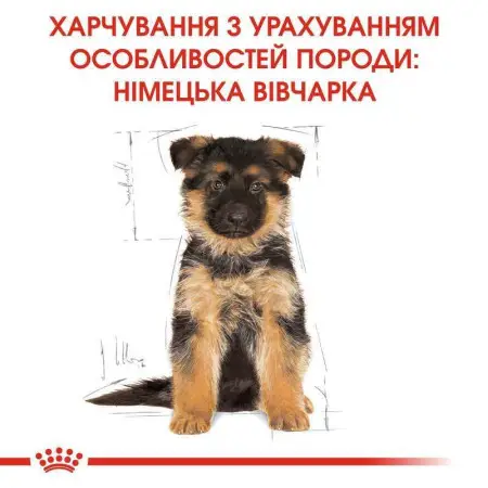 Сухий корм Royal Canin German Shepherd Puppy для цуценят Німецької вівчарки, з м'ясом птиці і рисом, 12 кг