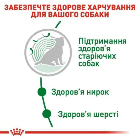 Сухий корм Royal Canin Mini Ageing 12+ для собак старше 12 років, 800 г