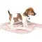 Плед для собак та котів Pet Fashion Bliss №1 (77x60 см), пудровий