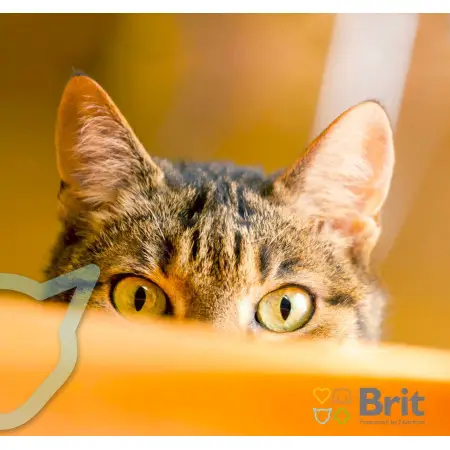 Наполнитель Brit Fresh Exceptional Ultra Bentonite для кошачьего туалета бентонитовый 5 кг