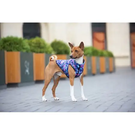 Курточка для собак WAUDOG Clothes, рисунок "Рик и Морти 1", M45, В 61-65 см, С 38-42 см